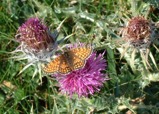 Melitaea sp.  a m. 1967